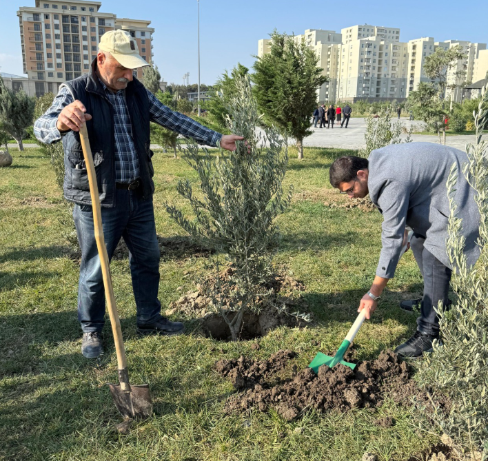Sumqayıt Bələdiyyəsi tərəfindən 1000 ədəd zeytun ağacı əkilib - FOTOLAR